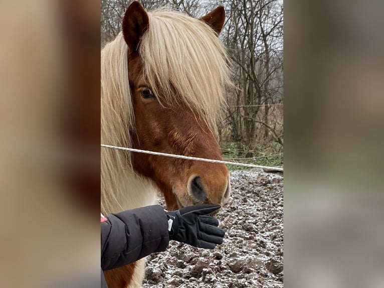 Islandais Hongre 16 Ans Pinto in Wei&#xDF;enkirchen an der Perschling