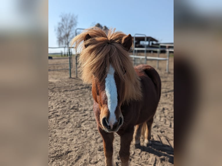 Islandais Hongre 17 Ans 138 cm Alezan brûlé in Langerwisch (Michendorf)