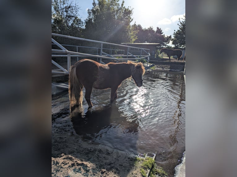 Islandais Hongre 17 Ans 138 cm Alezan brûlé in Langerwisch (Michendorf)