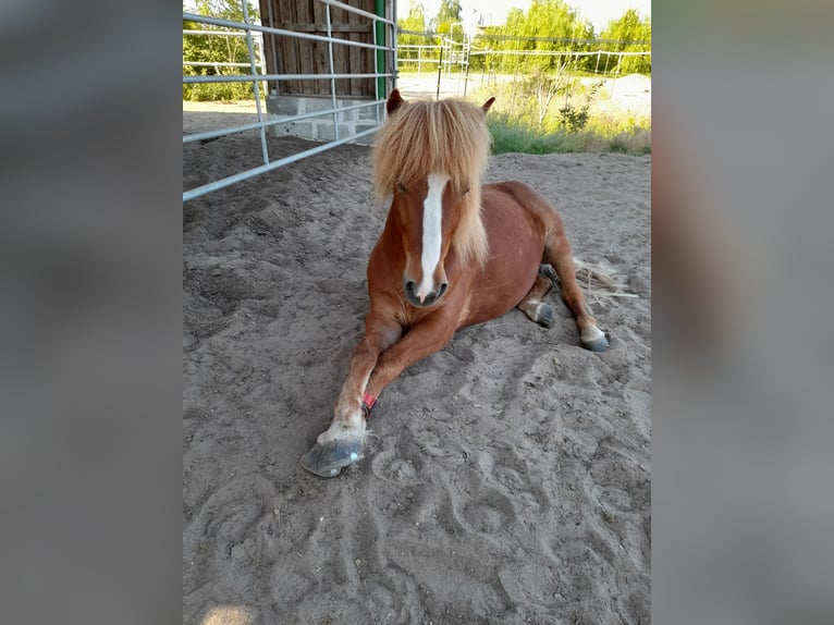 Islandais Hongre 17 Ans 138 cm Alezan brûlé in Langerwisch (Michendorf)