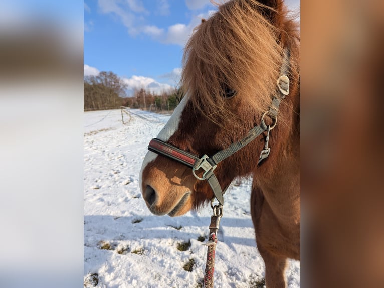 Islandais Hongre 17 Ans 138 cm Alezan brûlé in Langerwisch (Michendorf)