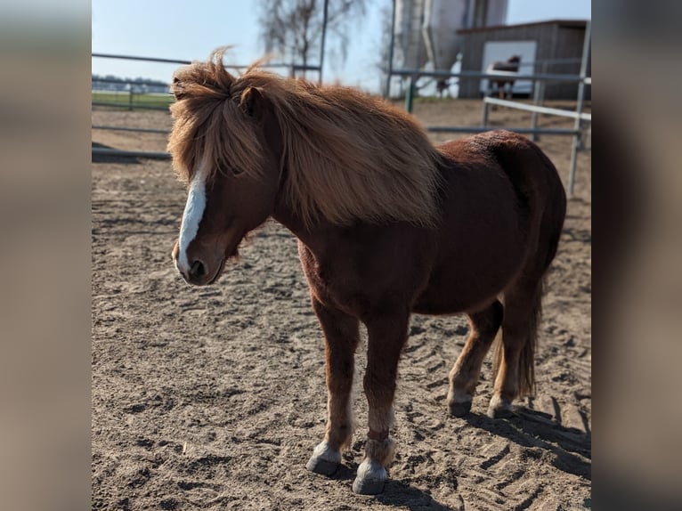 Islandais Hongre 17 Ans 138 cm Alezan brûlé in Langerwisch (Michendorf)