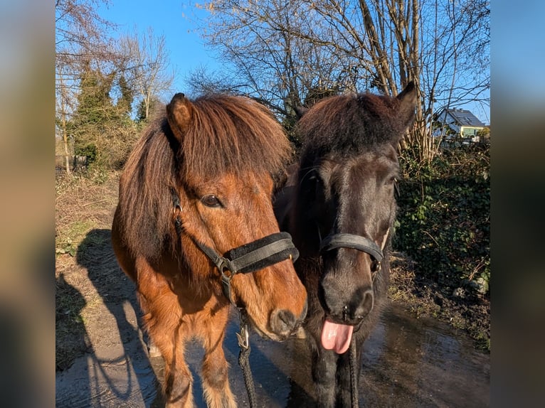 Islandais Hongre 17 Ans 140 cm Bai brun foncé in Hagen