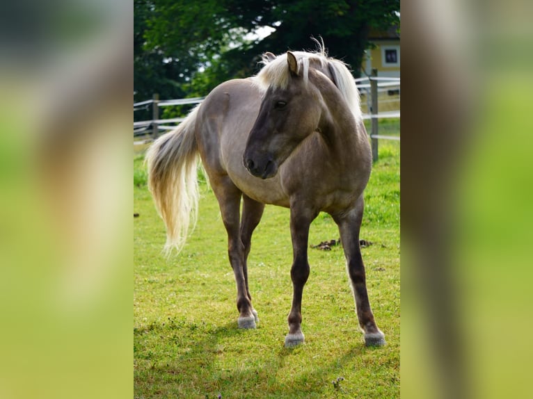 Islandais Hongre 17 Ans 140 cm Gris pommelé in Schloss Rosenau