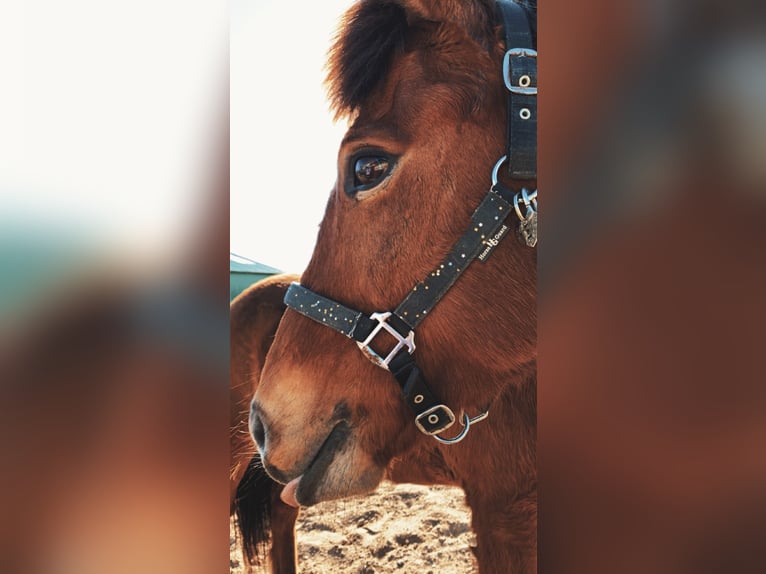 Islandais Hongre 17 Ans 145 cm Bai in Barsbüttel