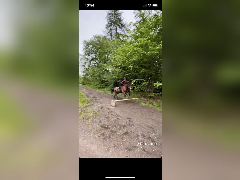 Islandais Hongre 17 Ans 145 cm Bai in Ha&#xDF;loch