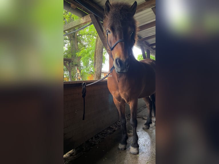 Islandais Hongre 17 Ans 145 cm Bai in Ha&#xDF;loch