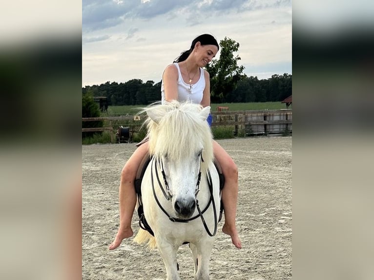 Islandais Hongre 17 Ans 145 cm Gris in Gifhorn