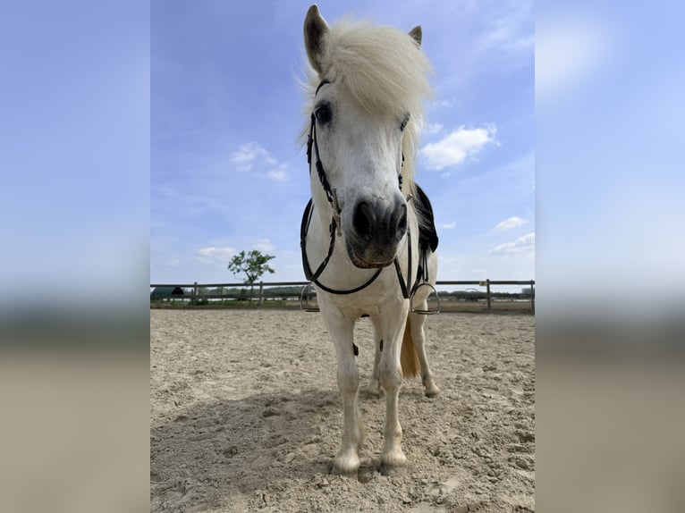 Islandais Hongre 17 Ans 145 cm Gris in Gifhorn