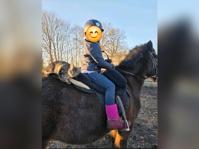 Islandais Hongre 17 Ans 149 cm Bai in Kisdorf