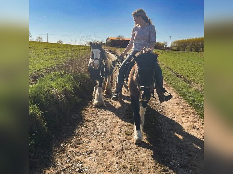 Islandais Croisé Hongre 18 Ans 127 cm Pinto in Gräfenberg