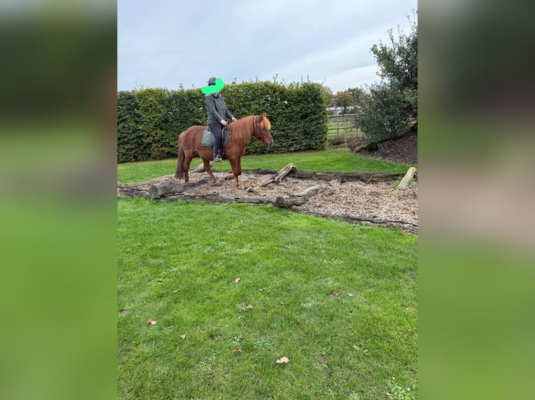 Islandais Hongre 18 Ans 140 cm Alezan in Böhme