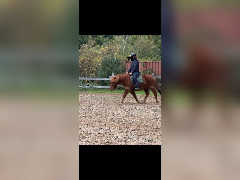 Islandais Hongre 18 Ans 140 cm Alezan in Böhme