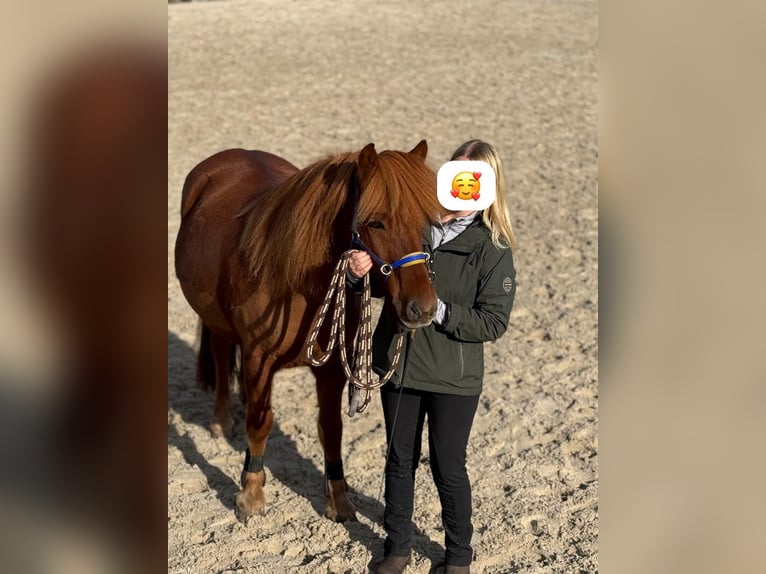 Islandais Hongre 18 Ans 140 cm Alezan in Böhme