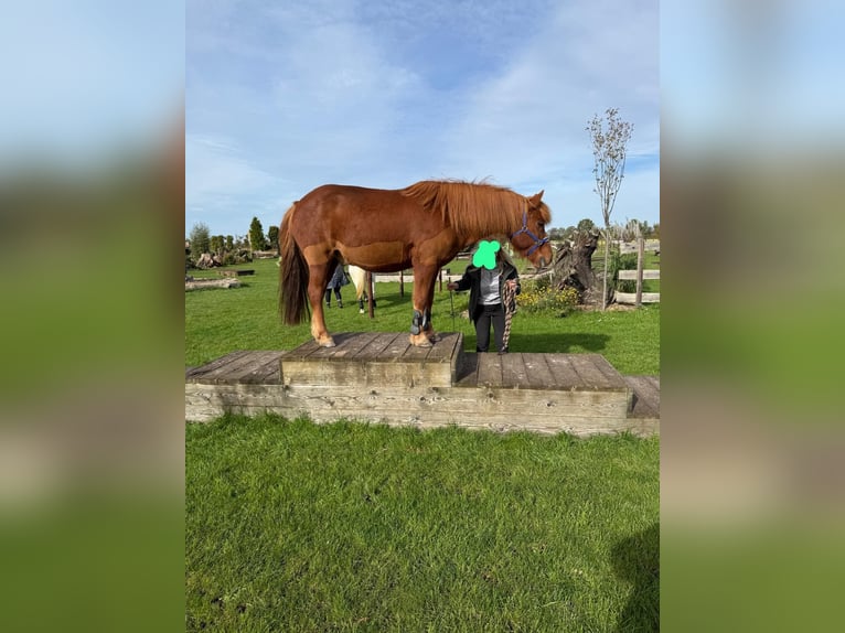 Islandais Hongre 18 Ans 140 cm Alezan in Böhme
