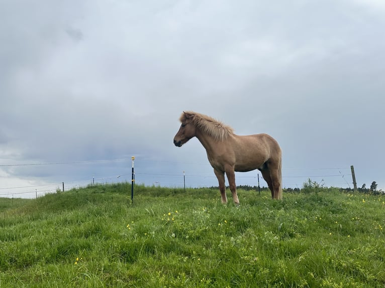 Islandais Hongre 18 Ans 145 cm Alezan in GrasbrunnGrasbrunn