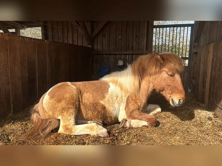 Islandais Hongre 19 Ans 131 cm  in Spalt