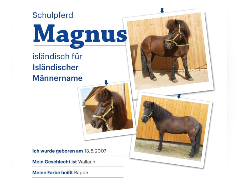 Islandais Hongre 19 Ans 138 cm Noir in Euskirchen