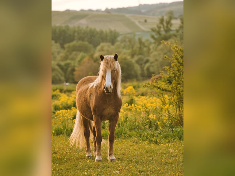 Islandais Hongre 19 Ans 140 cm Alezan in Bad Sobernheim