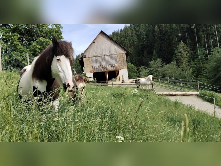 Islandais Hongre 19 Ans 140 cm Pinto in Deutschfeistritz