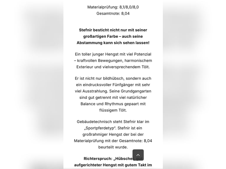 Islandais Hongre 1 Année Bai in Greifenburg