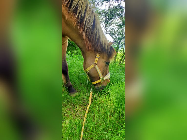 Islandais Hongre 21 Ans 135 cm Isabelle in Biebergem&#xFC;nd