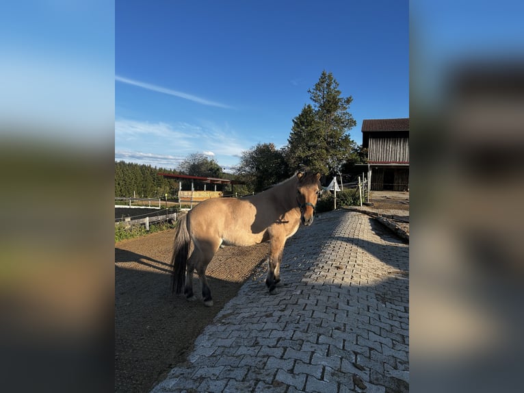 Islandais Hongre 22 Ans 132 cm Isabelle in Altusried