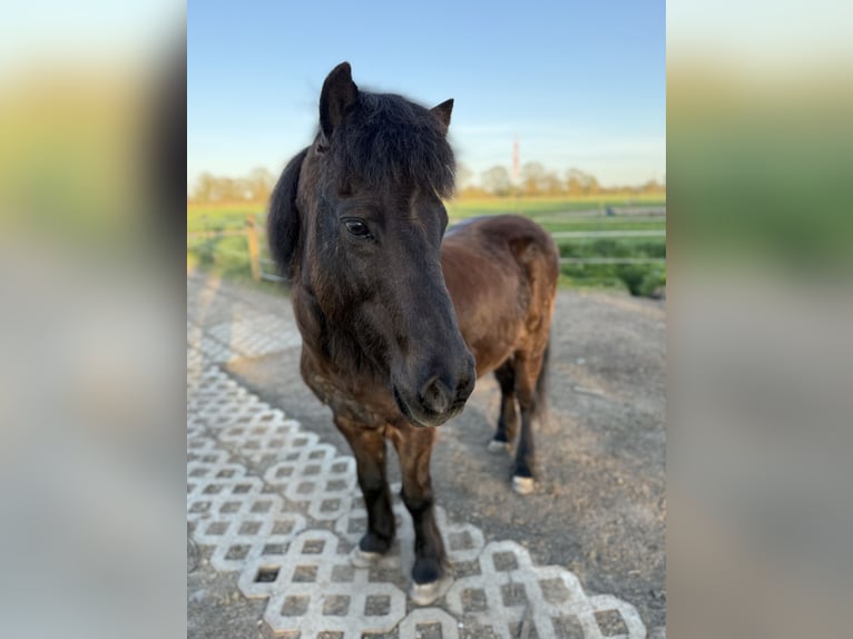 Islandais Hongre 22 Ans 135 cm Noir in Tornesch