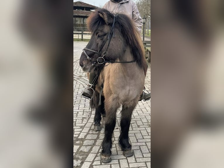 Islandais Hongre 22 Ans 137 cm Isabelle in Havixbeck