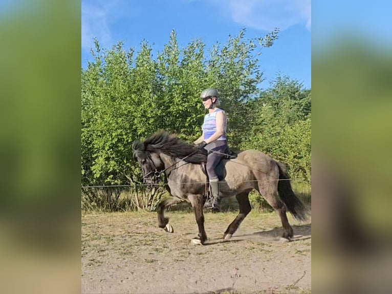 Islandais Hongre 22 Ans 137 cm Isabelle in Havixbeck