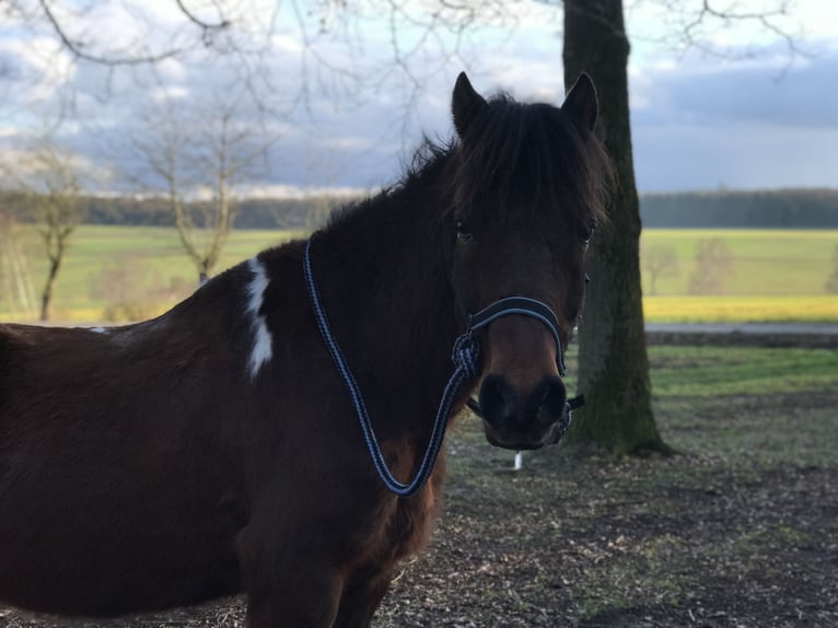 Islandais Croisé Hongre 22 Ans 140 cm Pinto in Jühnde