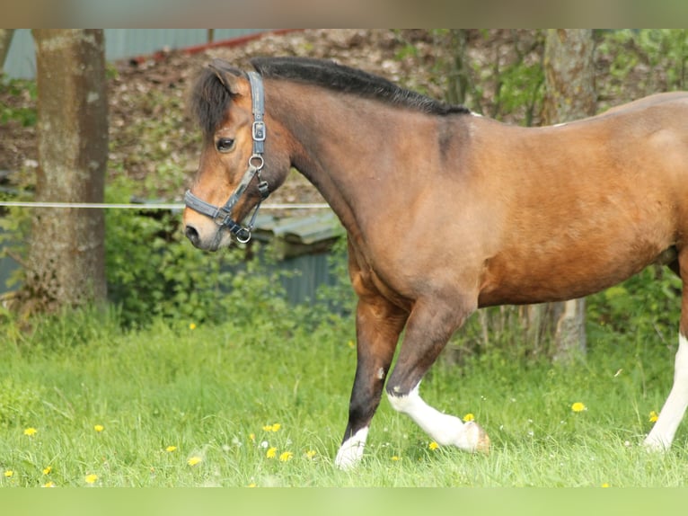 Islandais Croisé Hongre 22 Ans 140 cm Pinto in Jühnde