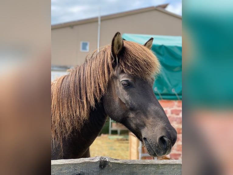 Islandais Hongre 23 Ans 133 cm Bai brun foncé in Rainau