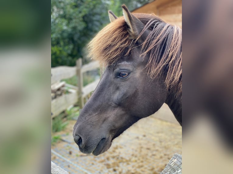 Islandais Hongre 23 Ans 133 cm Bai brun foncé in Rainau