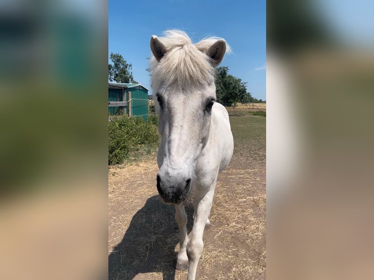 Islandais Hongre 23 Ans Gris in Hambrücken