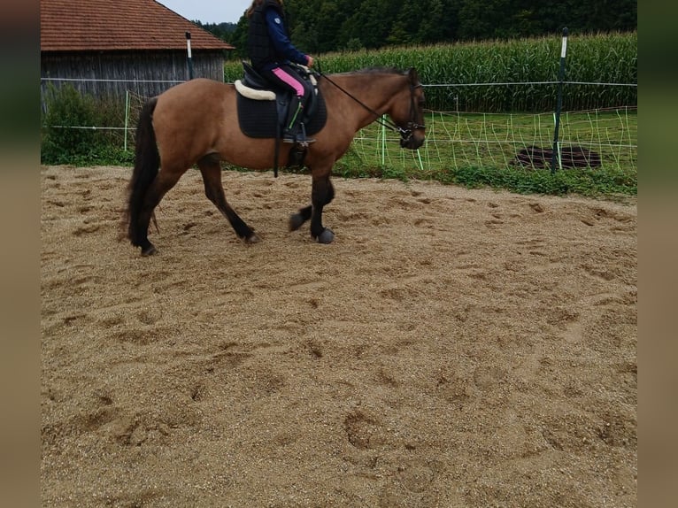 Islandais Hongre 25 Ans 140 cm Buckskin in Buch am Buchrain