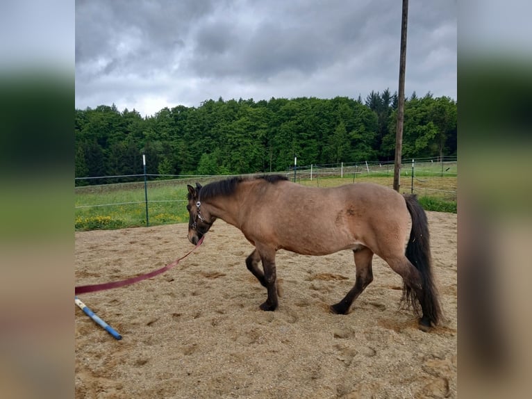 Islandais Hongre 25 Ans 140 cm Buckskin in Buch am Buchrain