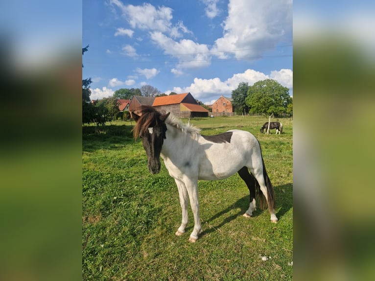 Islandais Hongre 2 Ans 134 cm Pinto in Mirow