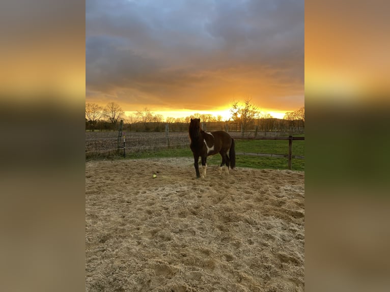Islandais Hongre 2 Ans 135 cm Pinto in Anderlingen