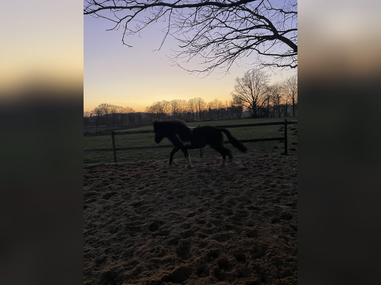 Islandais Hongre 2 Ans 135 cm Pinto in Anderlingen