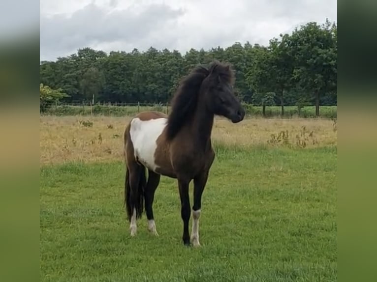 Islandais Hongre 2 Ans 145 cm Pinto in Anderlingen