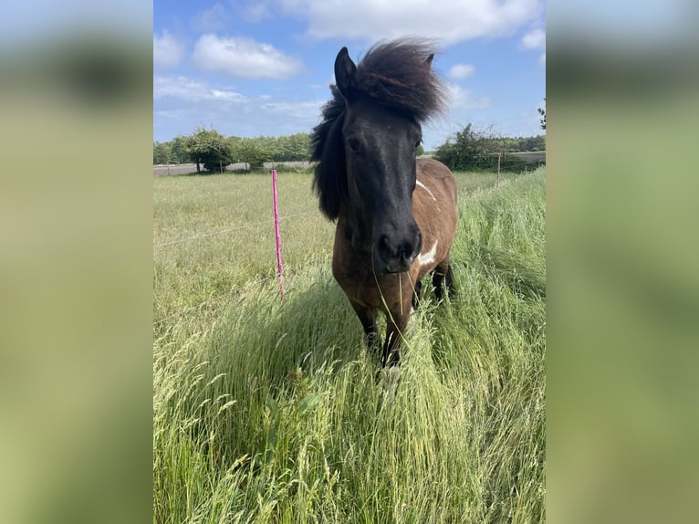 Islandais Hongre 2 Ans 145 cm Pinto in Anderlingen