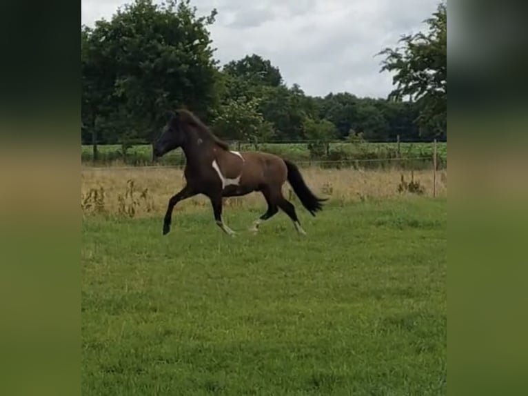 Islandais Hongre 2 Ans 145 cm Pinto in Anderlingen