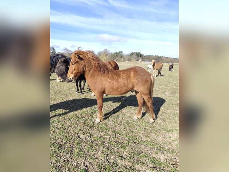 Islandais Hongre 2 Ans Alezan in Neustrelitz