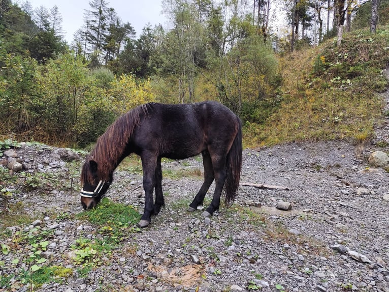 Islandais Croisé Hongre 2 Ans Bai in Thüringerberg