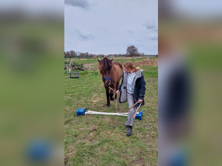 Islandais Hongre 3 Ans 137 cm Bai brun foncé in Oldeholtwolde