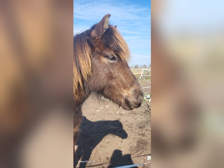 Islandais Hongre 3 Ans 137 cm Bai brun foncé in Oldeholtwolde