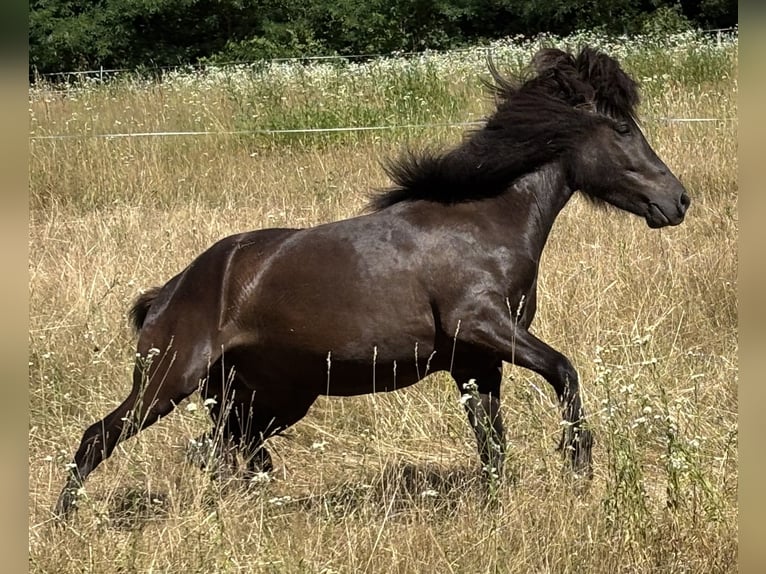 Islandais Hongre 3 Ans 139 cm Noir in Blieskastel