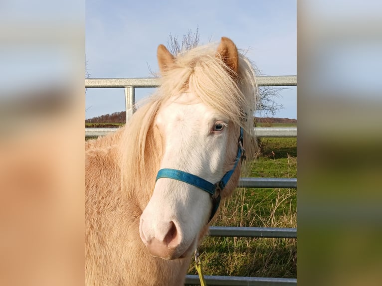Islandais Hongre 3 Ans 139 cm Palomino in Saarland