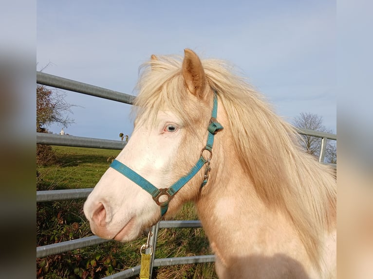 Islandais Hongre 3 Ans 139 cm Palomino in Saarland